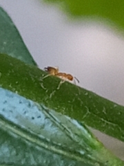 Plagiolepis alluaudi