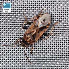 Heterogaster affinis