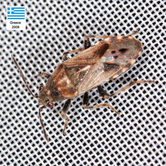 Heterogaster affinis