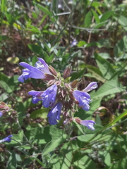Salvia tomentosa