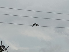 Streptopelia chinensis