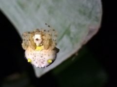 Ordgarius magnificus