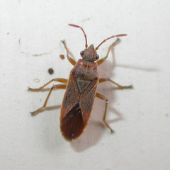Arocatus roeselii