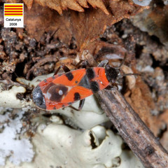 Horvathiolus superbus