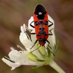 Lygaeus simulans