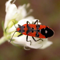 Lygaeus simulans