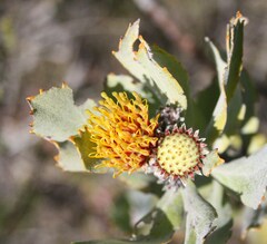 Leucospermum mundii