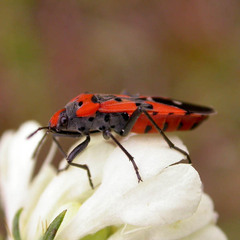 Lygaeus simulans