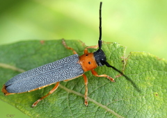 Oberea oculata