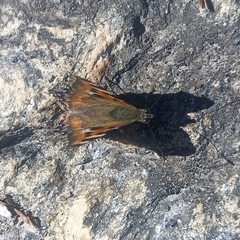 Aglais caschmirensis