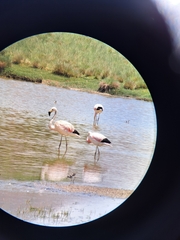 Phoenicoparrus andinus