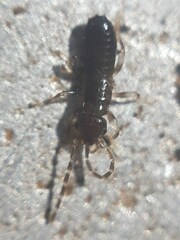 Forficuloidea