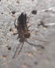 Forficuloidea