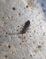 Forficuloidea