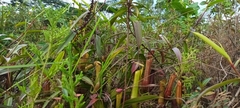 Nepenthes gracilis