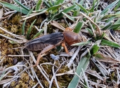 Gryllotalpa australis