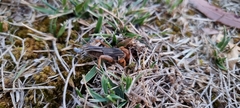 Gryllotalpa australis