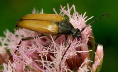 Pedostrangalia pubescens