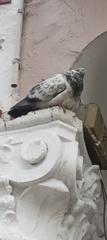 Columba livia domestica
