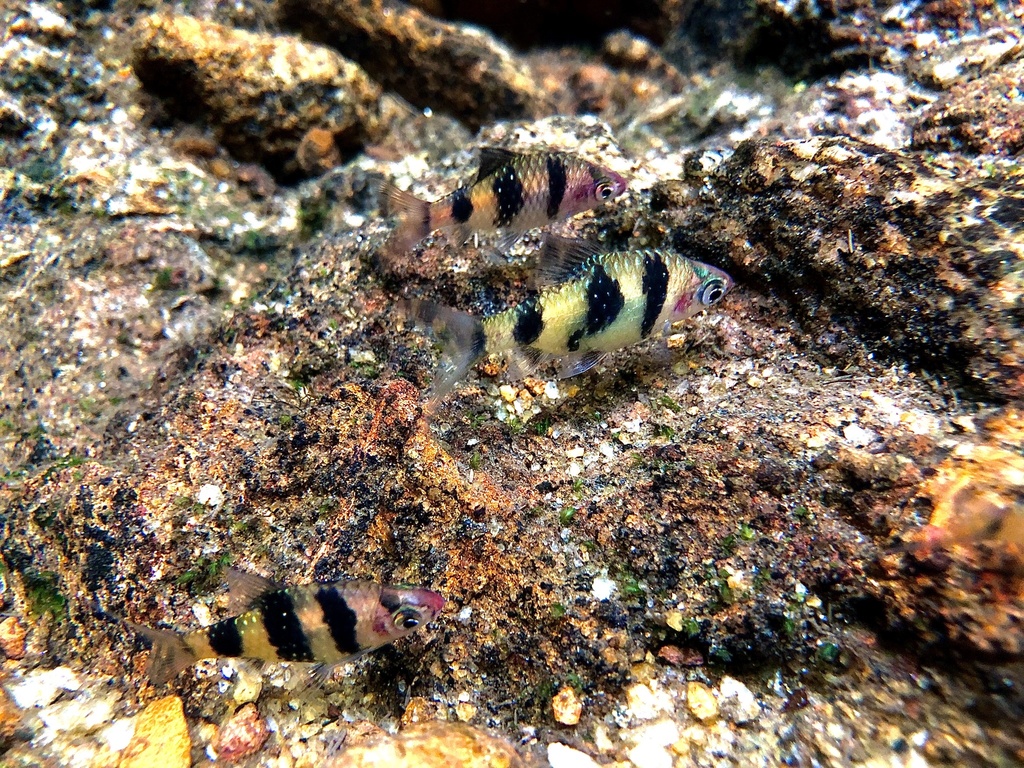 Black Ruby Barb