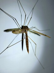 Tipula fulvipennis