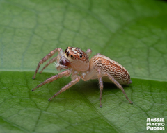 Cytaea plumbeiventris