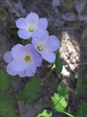 Linum lanuginosum