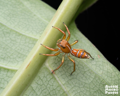 Cosmophasis bitaeniata