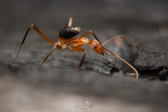 Leptomyrmex