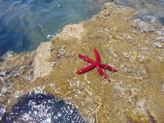 Ophidiaster ophidianus