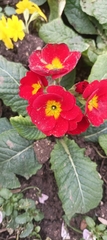 Primula vulgaris