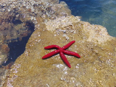 Ophidiaster ophidianus