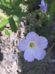 Linum lanuginosum