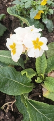 Primula vulgaris