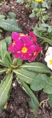 Primula vulgaris