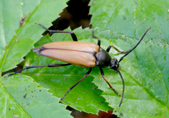 Pedostrangalia pubescens