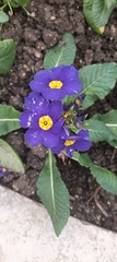 Primula vulgaris
