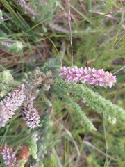 Erica alopecurus