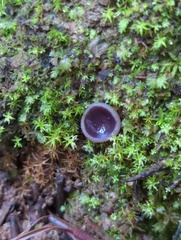 Pezizaceae