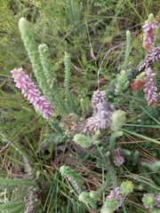 Erica alopecurus