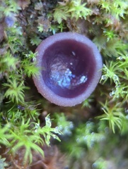 Pezizaceae