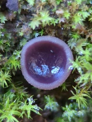 Pezizaceae