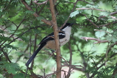 Laniarius ferrugineus