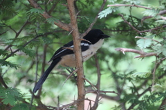 Laniarius ferrugineus