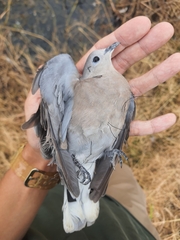 Streptopelia tranquebarica humilis