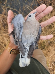 Streptopelia tranquebarica humilis