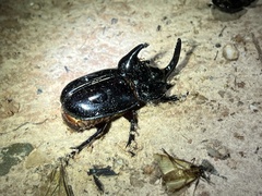 Trichogomphus simson