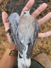 Streptopelia tranquebarica humilis