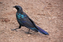 Lamprotornis australis
