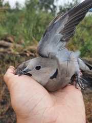 Streptopelia tranquebarica humilis